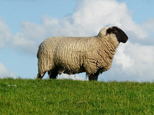 Rhoen (Rhöenschaf, Rhönschaf, Rhön) oaie - Rase de ovine