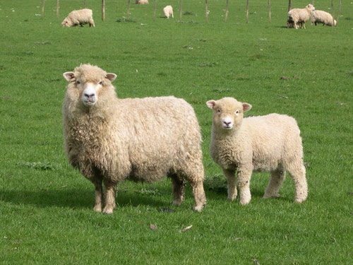 Romney  oaie - Rase de ovine
