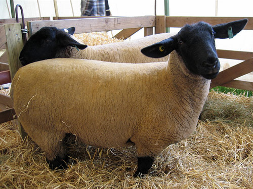 Suffolk  Birka - Juh - Juhfajták