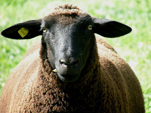 Swiss negru-maro Munte  oaie - Rase de ovine