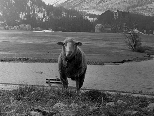 White Swiss Alpine Birka - Juh - Juhfajták