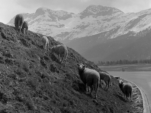 Swiss Alpine Alb  oaie - Rase de ovine
