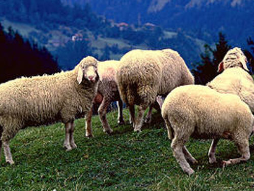 Tirol Munte  oaie - Rase de ovine