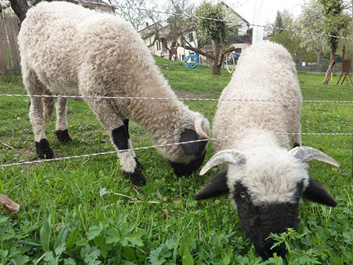 Valais Blacknose (Walliser Schwarznasenschaf)  כבש - גזעי כבשים