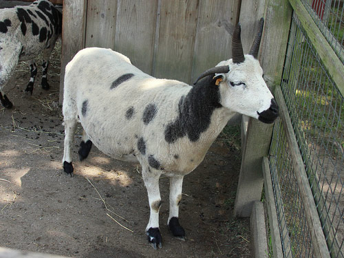 Africa de Vest  oaie - Rase de ovine