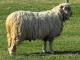 לסטר Longwool (אנגלית לסטר, לסטר) כבש - גזעי כבשים
