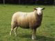Leine (Leineschaf) oaie - Rase de ovine