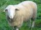 Leine (Leineschaf) oaie - Rase de ovine