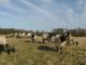 Norfolk Horn Birka - Juh - Juhfajták