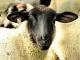 Rhoen (Rhöenschaf, Rhönschaf, Rhön) oaie - Rase de ovine