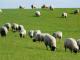 Rhoen (Rhöenschaf, Rhönschaf, Rhön) oaie - Rase de ovine