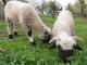 Valais Blacknose (Walliser Schwarznasenschaf) כבש - גזעי כבשים