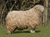 דבון וקורנוול Longwool  - כבש - גזעי כבשים