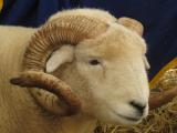 Exmoor Horn  - Domba - Domba Breeds