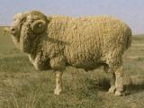 Gansu Alpine Finewool  - Domba - Domba Breeds