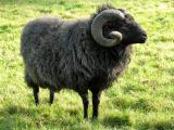 Hebridean  - Domba - Domba Breeds