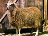 Imroz (Gokceada)  - Domba - Domba Breeds