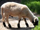 Valais Blacknose (Walliser Schwarznasenschaf)  - כבש - גזעי כבשים