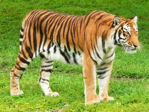Bengal Tiger