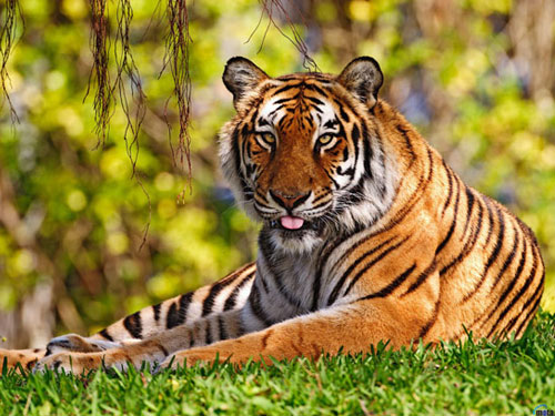 Bengal Tiger