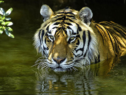 Bengal Tiger