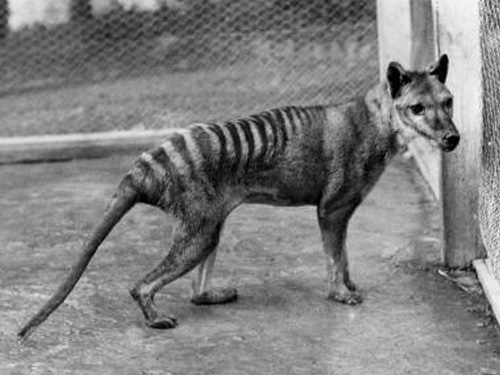 Extinct Tiger