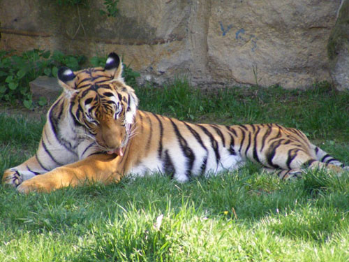 Indochinese Tiger
