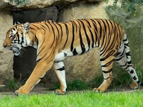 Indochinese Tiger