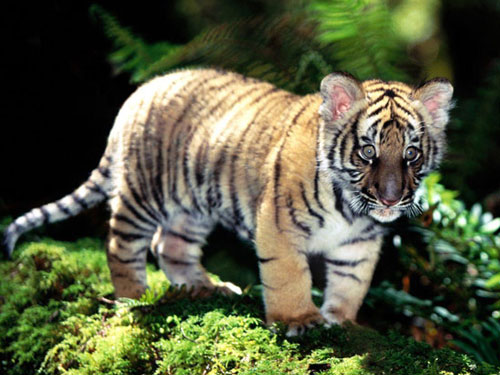 Indochinese Tiger