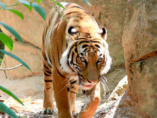 Malayan Tiger