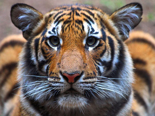 Malayan Tiger