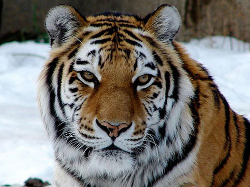 Siberian Tiger