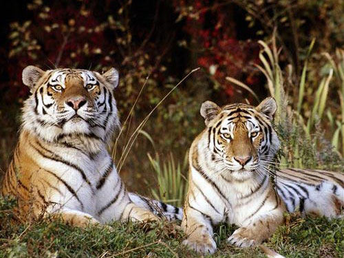 Siberian Tiger