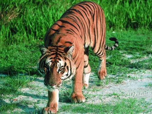 South China Tiger