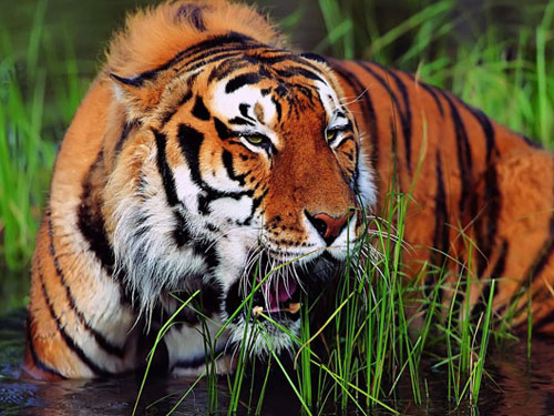 South China Tiger