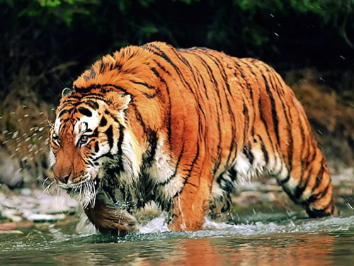 South China Tiger