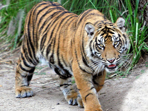 Sumatran Tiger