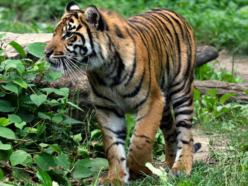 Sumatran Tiger