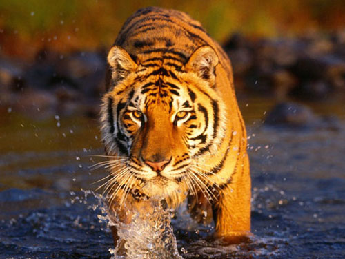 Sumatran Tiger