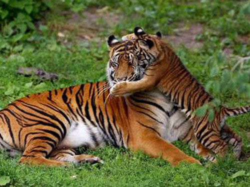 Sumatran Tiger