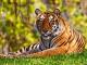 Bengal Tiger