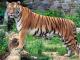 Bengal Tiger