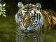 Bengal Tiger