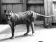 Extinct Tiger
