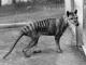 Extinct Tiger