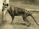 Extinct Tiger
