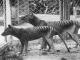 Extinct Tiger