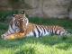 Indochinese Tiger