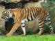 Indochinese Tiger