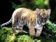 Indochinese Tiger